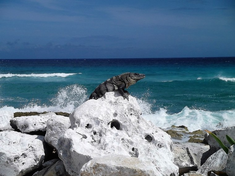 Cozumel My Cozumel east side iguana