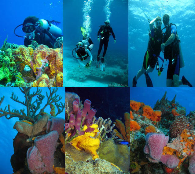 Cozumel My Cozumel Go Tour Dive Cozumel Reefs
